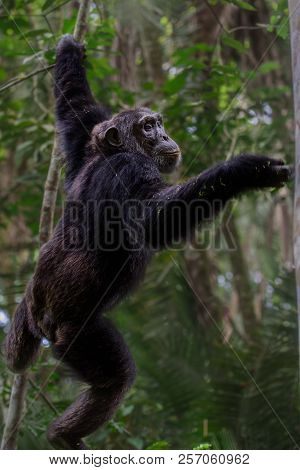 Portrait Of Old Sad Chimpanzee (pan Troglodytes) Resting On The Nature Background
