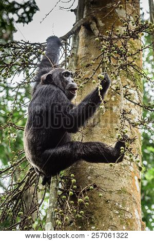 Portrait Of Old Sad Chimpanzee (pan Troglodytes) Resting On The Nature Background