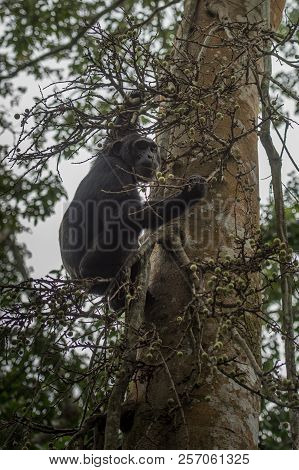 Portrait Of Old Sad Chimpanzee (pan Troglodytes) Resting On The Nature Background