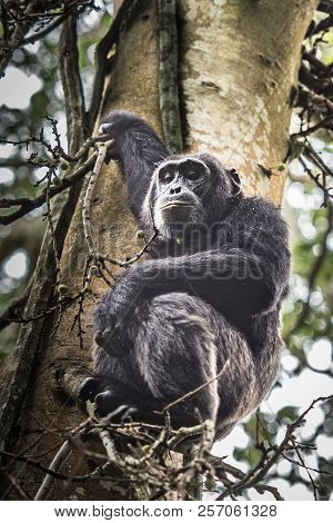 Portrait Of Old Sad Chimpanzee (pan Troglodytes) Resting On The Nature Background