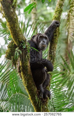 Portrait Of Old Sad Chimpanzee (pan Troglodytes) Resting On The Nature Background