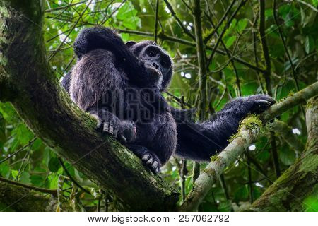Portrait Of Old Sad Chimpanzee (pan Troglodytes) Resting On The Nature Background