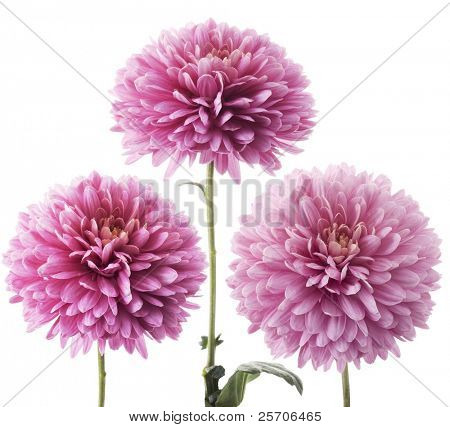 Lilla dahlia på hvid baggrund