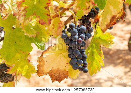 French Red And Rose Wine Grapes Plant, Growing On Ochre Mineral Soil, New Harvest Of Wine Grape In F