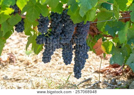 French Red  Aoc Wine Grapes Plant, New Harvest Of Wine Grape In France, Vaucluse, Gigondas Domain Or