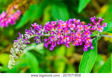 Macro Close Up Of A Butterfly Bush Branch With Small Tiny Blooming Flowers