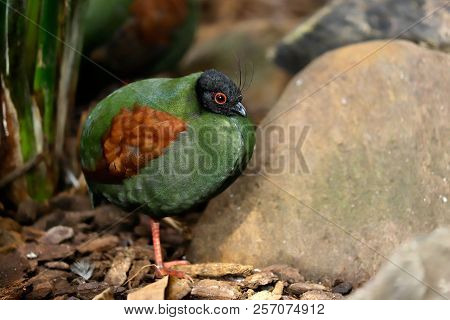 Full Body Of Small Female Crested Partridge Is A Resident Breeder In Lowland Rainforests. Photograph