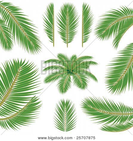 Palm lämnar. Vektor borste
