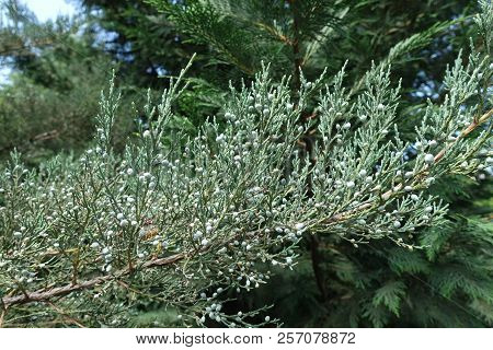 Branch Of Pfitzer Juniper With Lots Of Berries
