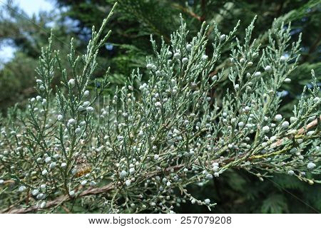 Close View Of Branch Of Pfitzer Juniper With Berries