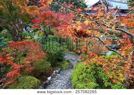 Autumn Foliage Moss Garden In Japan - Red Momiji Leaves (maple Tree) In A Japanese Tea Garden Of Yos