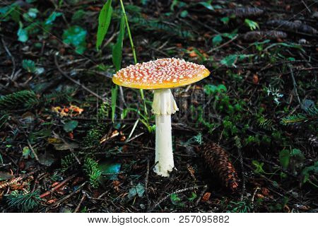 Fresh Amanita Muscaria In The Woods With Pinecones