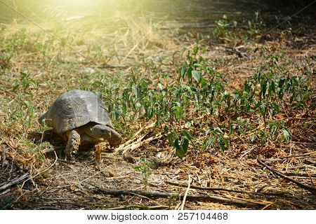 Testudo Graeca Tortoise - Greek Turtle Walking In The Grass