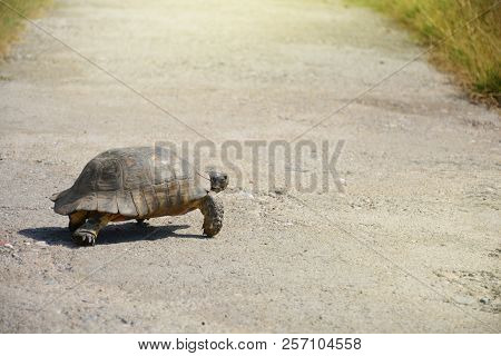 Testudo Graeca Tortoise - Greek Turtle Walking Cross The Path