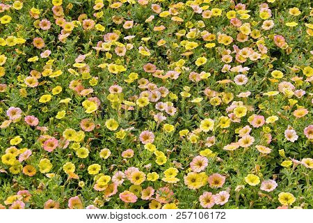 Petunia, Petunia, Cascadias Indian Summer, Bavaria, Germany, Europe