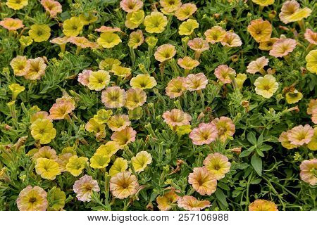 Petunia, Petunia, Cascadias Indian Summer, Bavaria, Germany, Europe