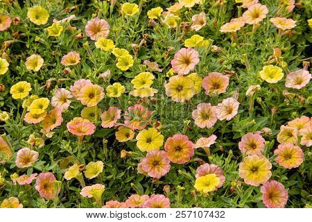 Petunia, Petunia, Cascadias Indian Summer, Bavaria, Germany, Europe