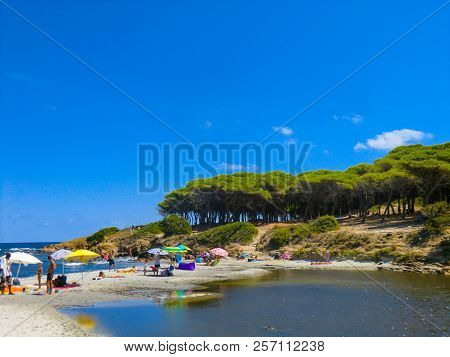 Pines At The Beach Of Porto Ainu, Near Budoni, Gallura, East Sardinia, Sardinia, Italy, Europe