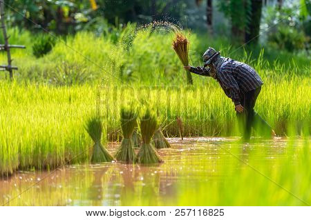 Asian Farmer Transplant Rice Seedlings In Rice Field, Farmer Planting Rice In The Rainy Season.
