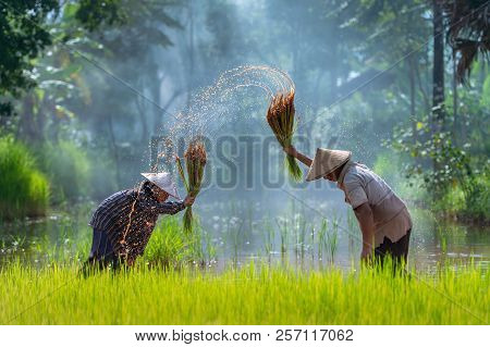Asian Farmer Transplant Rice Seedlings In Rice Field, Farmer Planting Rice In The Rainy Season.
