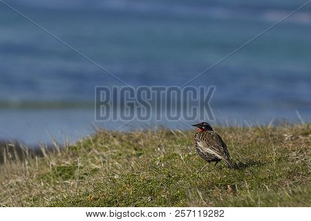 Long-tailed Meadowlark (sturnella Loyca Falklandica) On The Coast Of Carcass Island In The Falkland 