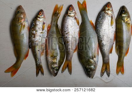 Fish River Roach And Red Sea Bream Isolated On White Background Scardinius Erythrophthalmus