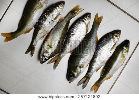 Fish River Roach And Red Sea Bream Isolated On White Background Scardinius Erythrophthalmus