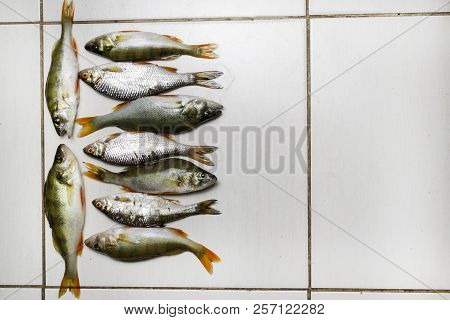 Fish River Roach And Red Sea Bream Isolated On White Background Scardinius Erythrophthalmus