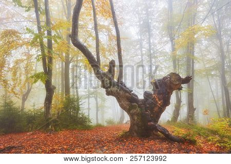 Forest Trail In The Mountains On A Misty Autumn Day.