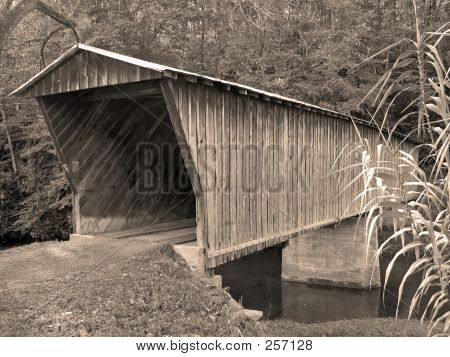밥 화이트 덮여 다리