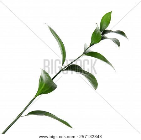 Ruscus Branch With Fresh Green Leaves On White Background