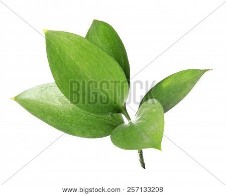 Ruscus Branch With Fresh Green Leaves On White Background