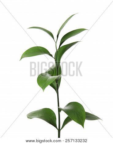Ruscus Branch With Fresh Green Leaves On White Background