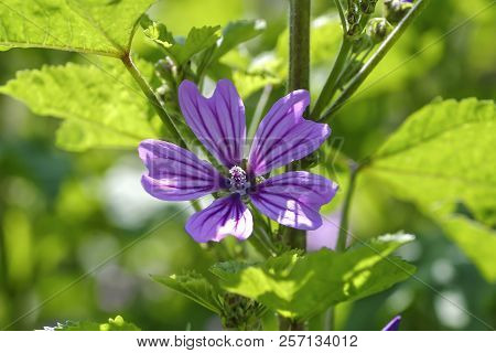 Wild Mallow, Malva Silvestris, Bavaria, Germany, Europe