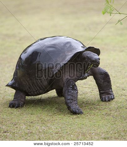 Grande tartaruga con guscio bagnato mangiare ramo verde