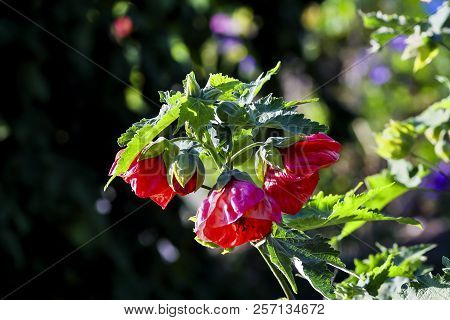 Flower Of Abutilon Hybrids, Abutilon Mill., Malvaceae
