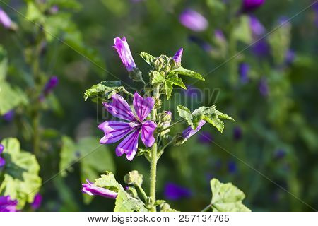 Wild Mallow, Malva Silvestris, Bavaria, Germany, Europe