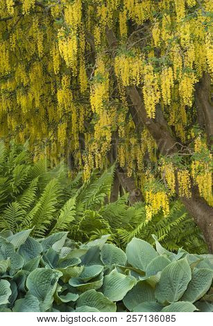 Yellow Laburnum Tree Flowers Draping Overtop Of Ferns And Hostas.