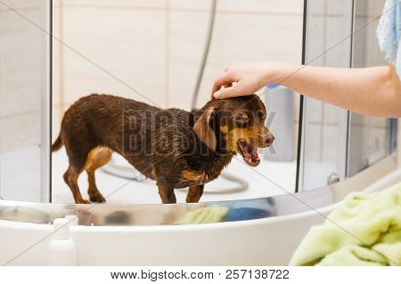 Woman Showering Her Dog