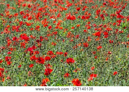 Field Of Red Poppy Flowers In Spring
