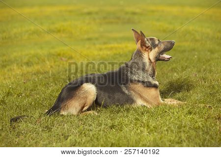 Nice Young Male Dog Of German Shepheard Laying On Summer Grass In Park