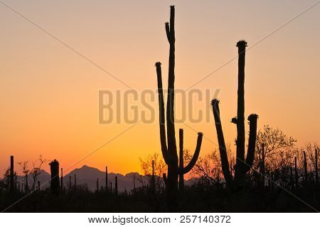 Sunset At Saguaro National Park West, Arizona