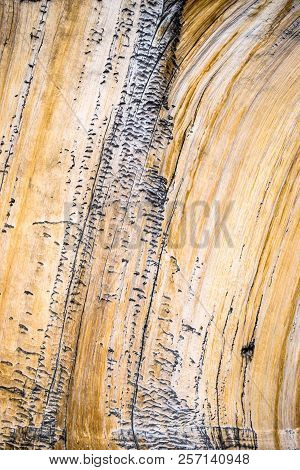 Bristlecone Pine Tree Close Up, Cedar Breaks National Monument, Utah