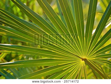 Palm Frawn