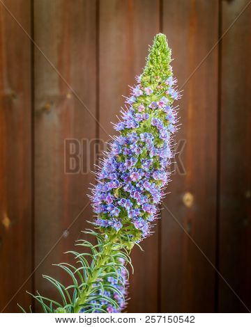Spectacular Plant Echium Candicans Or Pride Of Madeira.