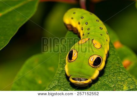 A Close Up Of A Spicebush Swallowtail Butterfly Caterpillar.