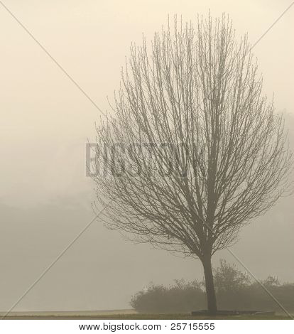 Gołe drzewa na mglisty poranek