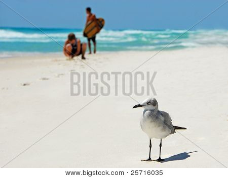 Möwe schauen gelangweilt mit Kinder spielen am Strand im Hintergrund