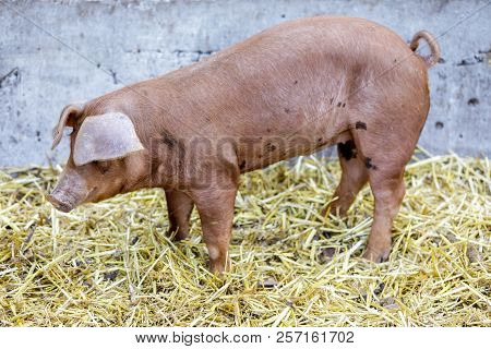 Red Wattle Hog (sus Scrofa Domesticus) Profile In A Barn. Farm In Northern California, Usa.