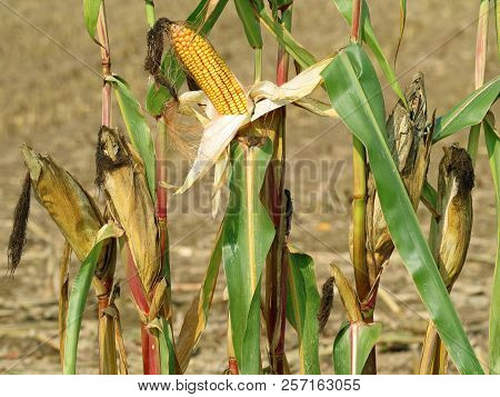 Close Up Of Corn Plants With Open And Closed Corncob